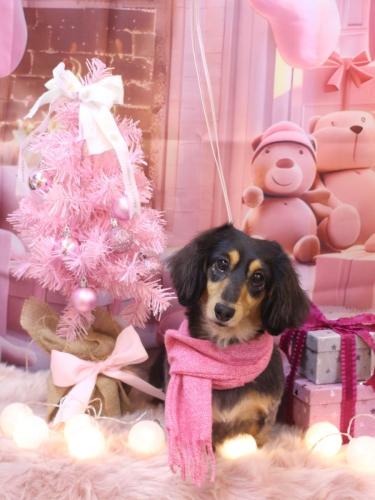 20241205ロイくん